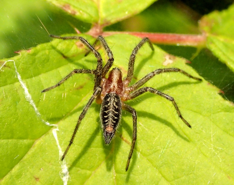 Agelena labyrinthica - Sernaglia della Battaglia (TV)